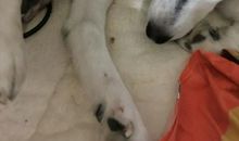 我是一只哈士奇