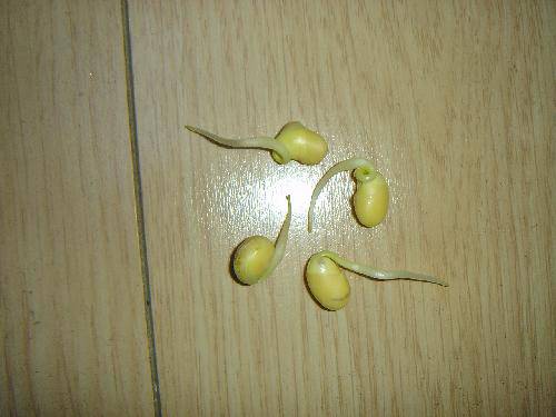 豆浸泡观察日记