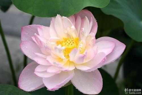 我眼中的莲花