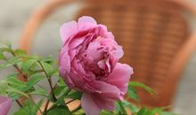 那日牡丹别样红