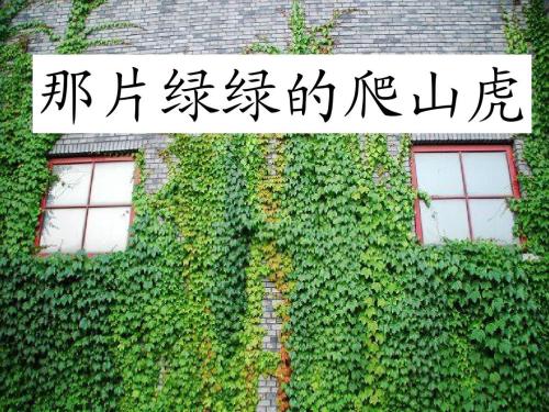 我爱那堵墙上的爬行者