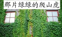 我爱那一墙的爬山虎