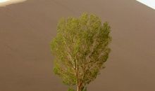 沙漠中的白杨