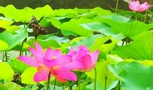 四季迷人的公园