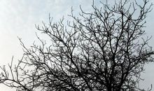 一棵秃树的启示