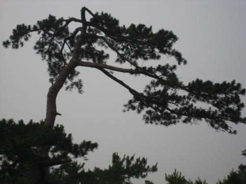 校园绿松