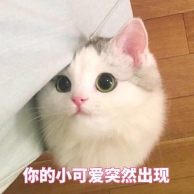 惊动我心的猫
