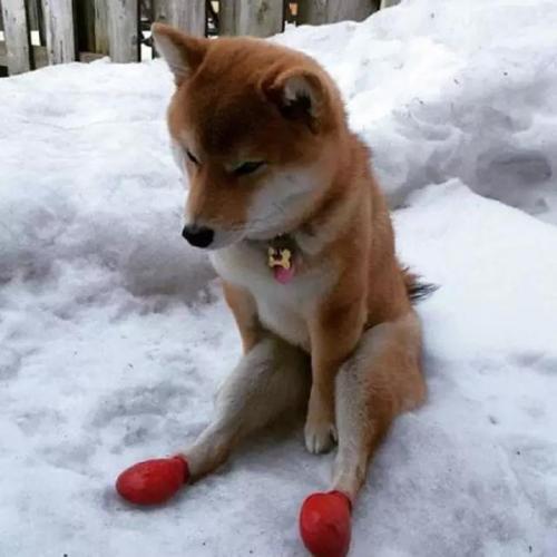 如果我有柴犬