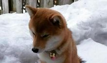 如果我有一只柴犬