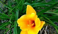 我的好哥哥——松松