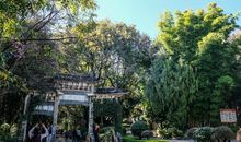 那一片生机勃勃的竹林