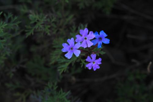角落里的花