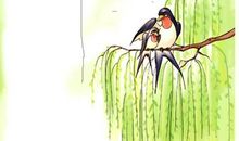 燕子和猫的故事