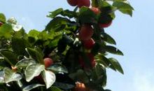 我爱家中的柿子树