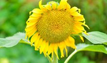 我的植物朋友向日葵