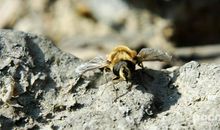 永不放弃的生命