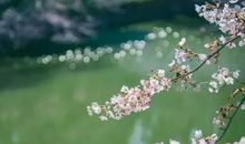 遇见最美的樱花雨