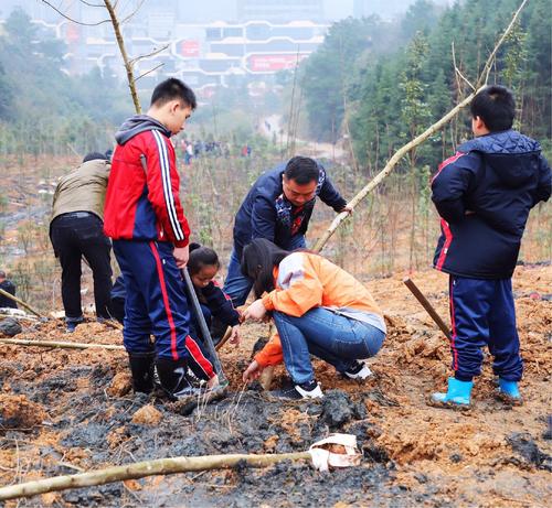 我在家乡加了一片绿色