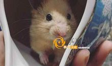 既可爱又调皮的仓鼠