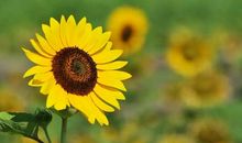 阳光滋润我的心灵