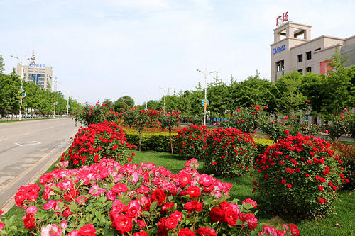 如花