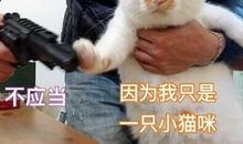 我想带上小猫咪去旅行