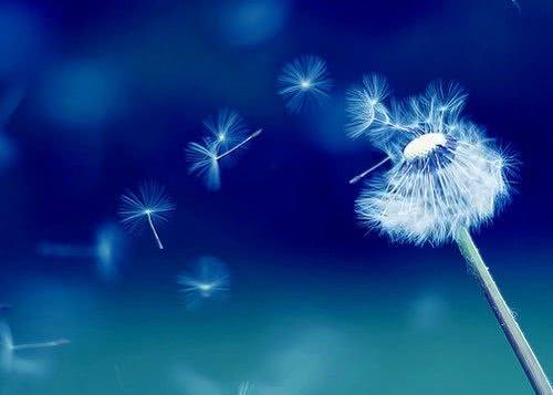 蒲公英的忧虑