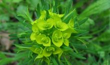 我想变成一棵草