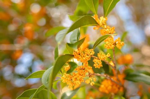 秋季桂花