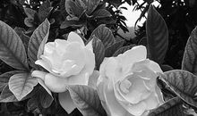 盛开的那朵栀子花