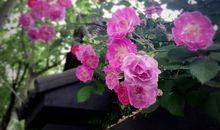 珍藏那一隅芬芳