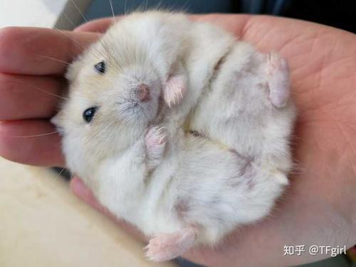 我要养一只仓鼠