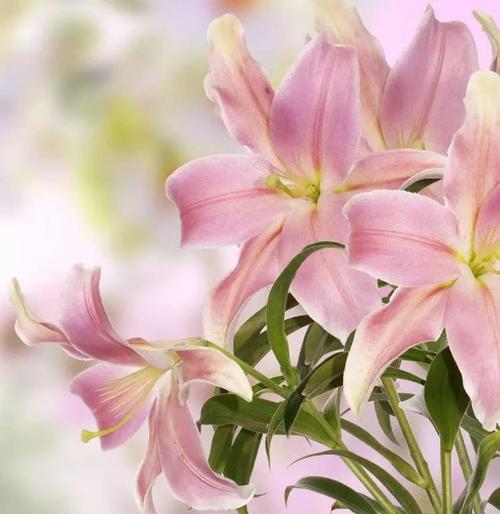 心在摩洛花