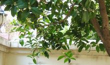 那丹桂飘香的日子