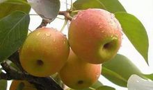 我爱家乡的南国梨