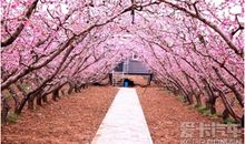 迷人的桃花