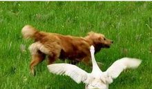 我发现了鹅与狗抢食