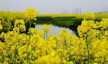 又见油菜花儿开