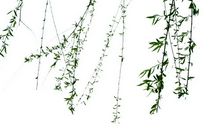 我最喜欢的植物——柳树