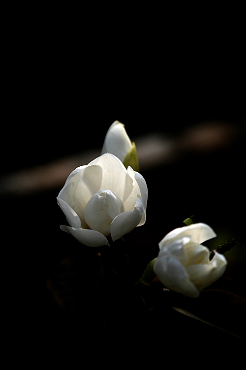白玉兰花