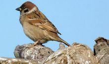 不会飞的小麻雀