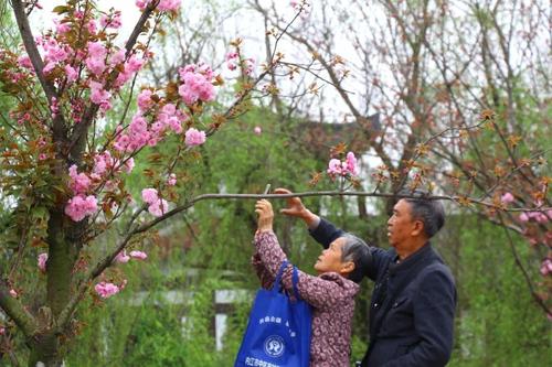 观赏花