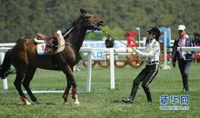 观看马术比赛