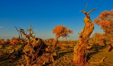 铁骨铮铮的胡杨