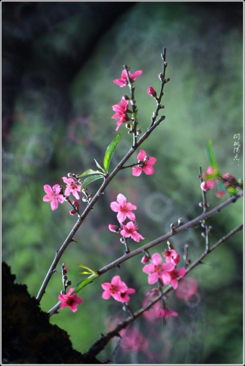 三月桃花雨