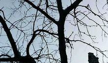 记忆中的那棵树