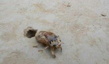 悬崖边上的一抹清香