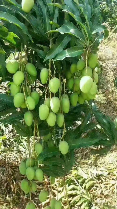 芒果树在故乡
