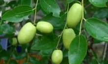 挂着思念的枣树