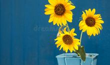 埋在时间深处的向日葵